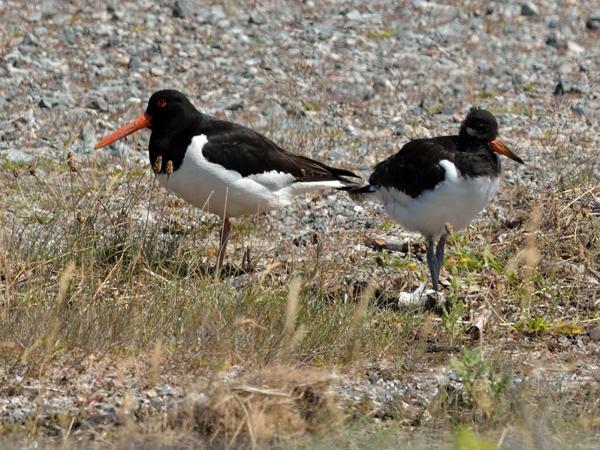 <h3><a href="/trips/helgoland/biota/animalia/chordata/aves/024 charadriiformes/005 haematopodidae/haematopus ostralegus/haematopus ostralegus-nl.html">Haematopus&nbsp;ostralegus</a> / Eurasian&nbsp;oystercatcher / Scholekster</h3>NIKON D7100 met AF-S Nikkor 300mm f/2.8G IF-ED VR II, 1/800 sec  bij F9.0, ISO 200, afstand 19.9&nbsp;m
